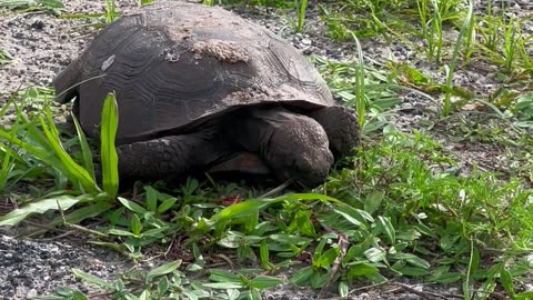 A TORTOISE'S LUNCH NEVER GOES INTERRUPTED