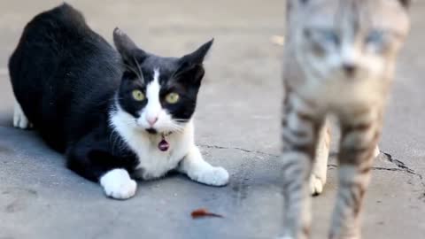 Two little cat on the Road