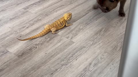 Bearded Dragon and French Bulldog Play Together