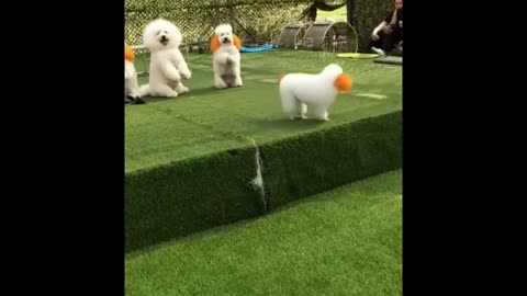Amazing Funniest Dog Jump