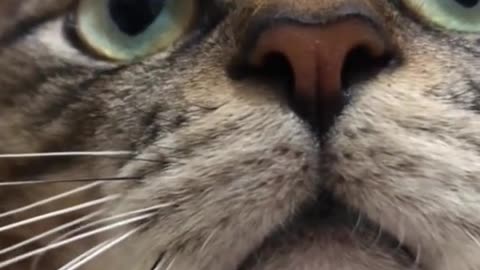 meow animals #meow #animals #cats #dogs #funnyvideo #funnycat