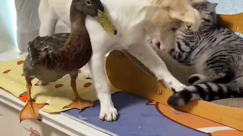 Cat,dog and duck fighting