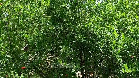 pomegranate fruit life cycle |life cycle of a pomegranate plant tree | full of flowers pomegranate