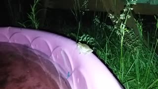 Quiet Night on the Farm with Frogs