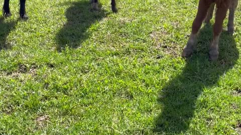 Owner Protects Echidna From Mini Horses on Farm