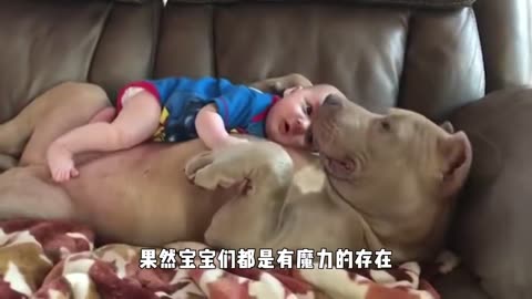 The pit bull was sleeping, and the baby suddenly climbed on top of it. Pit’s expression was so cute