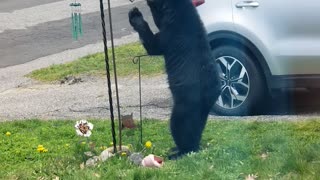 Black Bear Cub Steals Bird Feed