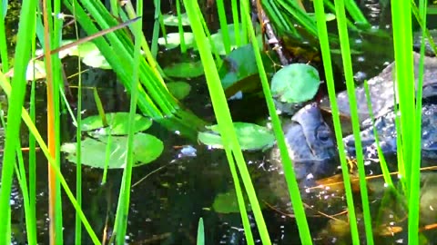 Turtles Mating