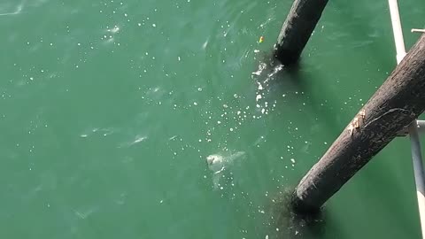 Fisherman Catches a Great White and Cuts it Free