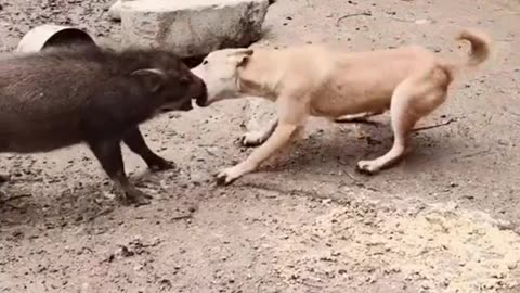 New funny comedy pig 🐖 and 🐕🐕