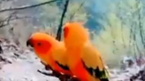Beautiful parrots #beautiful #parrot #parrots #parrotlove #bird #birds