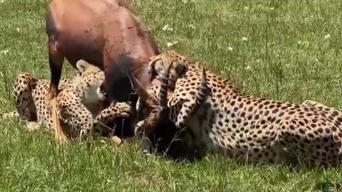 A GROUP OF CHEETAHS ATTACKED A SINGLE DEER HUNTING