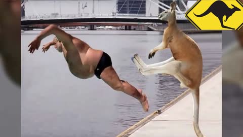 Funny Kangaroo video compilation