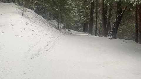 Sierra Snow This Morning with the Dogs