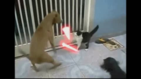 Gedi cat against dogs gif video