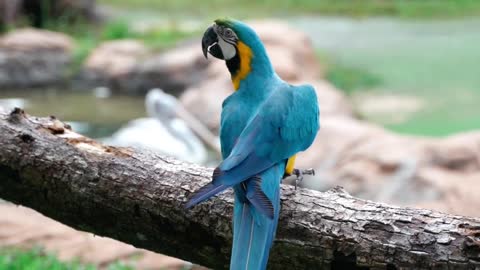 Hyacinth macaw