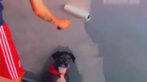 Parked Pooch Prevents Painting of Walls