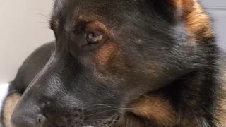 Drooling dog shows great discipline before mealtime