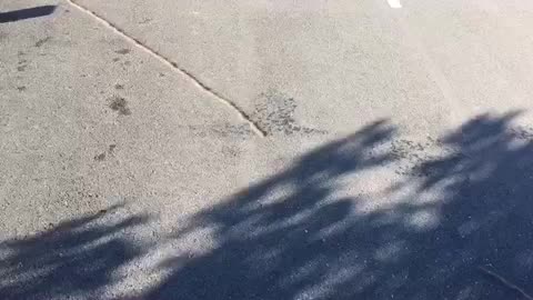 An Amazing Line of Worms Cross the Road