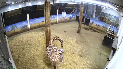 Rare Rothschild's giraffe born in Belgian zoo