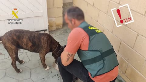 Estafaba a propietarios de perros robados haciéndoles creer que conocía su paradero