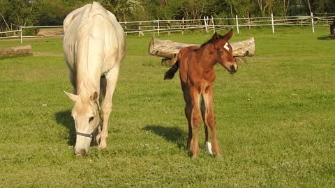 A beautiful horse with a son in the garden