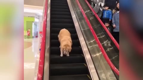 "Canine Escapades: The Upside-Down Escalator Adventure"