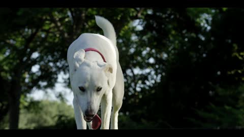 BEAUTIFUL WHITE DOG