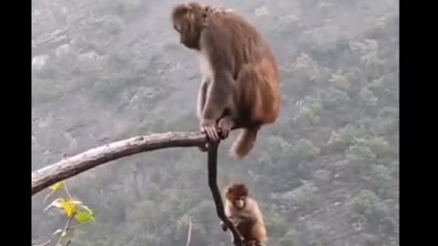 wow! How brave of these monkeys!