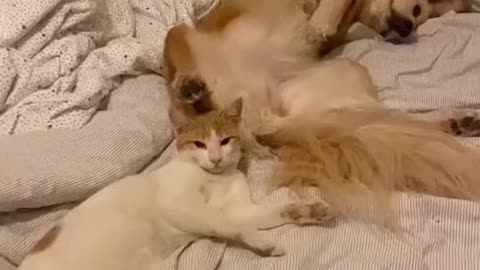 Dog and cat on bed