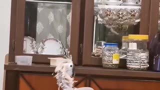 Parrot Dances to Music