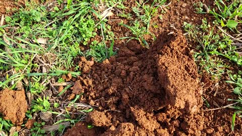 Rare Confederate Bullet Found Buried Underground!