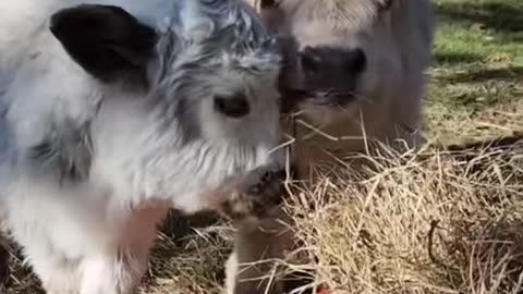 Cute cow #babycow #cowoftiktok #cutecow #minicoos #farmlife #minicow