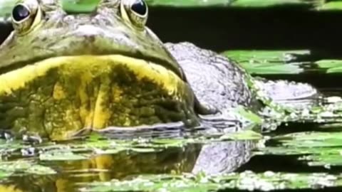 King of the Swamp: Bullfrog Eats Everything?! - You Won't Believe It!