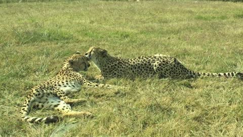 Cheetahs cleaning each other