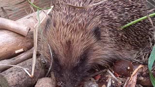 Cute hedgehog comes out for a snack during daylight