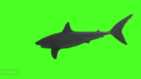 Big White Shark Megalodon Green Screen 🦈 Video Editing Animation 4K No Copyright Raqmedia