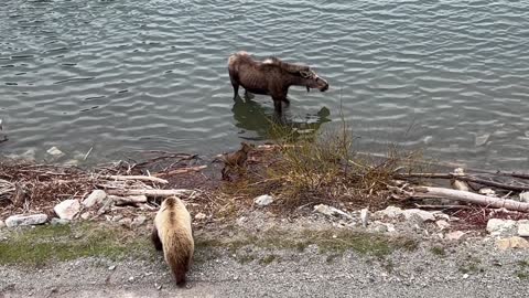 Mother Moose Chases off Grizzly Bear