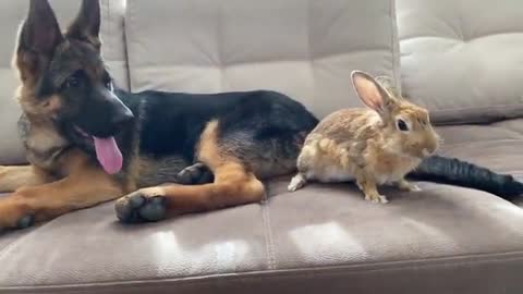 German Shepherd Puppy Meets Bunny Sam for the First Time!