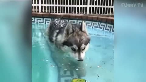 Funny Husky and Alaskan Malamute Videos Compilation - Cute And Funniest Dogs