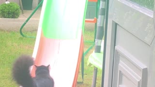 Curious Kitty Plays on Child's Slide