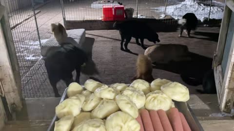 Today I made steamed stuffed buns stuffed with chicken and cabbage for the dog