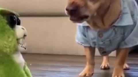 Funny Dogs Try Not to Laugh 🤣🤣🤣