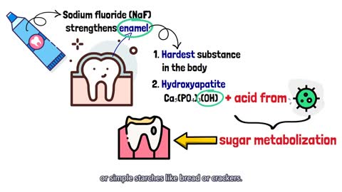 [Quick guide] What role does fluoride play in preventing tooth decay?