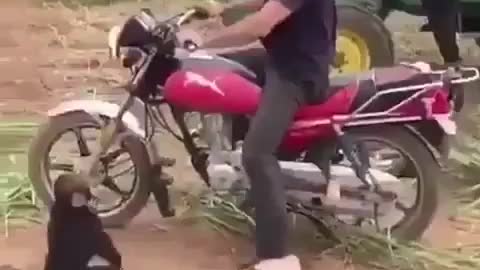 funny Monkey Wants a Motocycle Ride 🤣