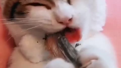 This cat eats fish very delicious