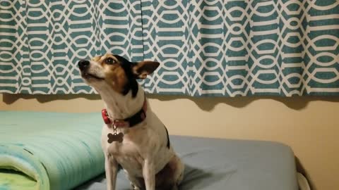 Jack Russell Howl