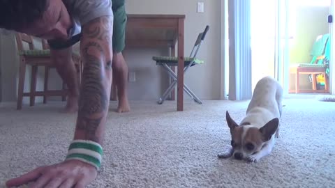 Dog doing push-ups