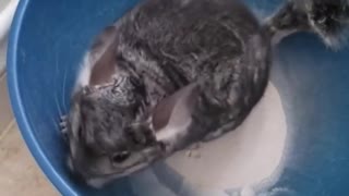 How a chinchilla bathes in flour