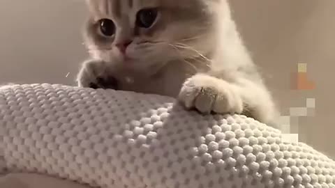 Cute cat funny video